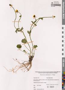 Лютик серножелтый Sol., Сибирь, Чукотка и Камчатка (S7) (Россия)