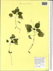 Circaea ×intermedia Ehrh., Кавказ, Ставропольский край, Карачаево-Черкесия, Кабардино-Балкария (K1b) (Россия)