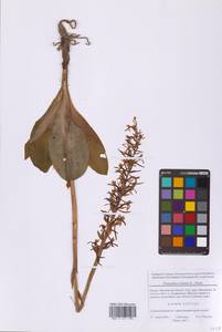 Любка двулистная, Ночная фиалка (L.) Rich., Восточная Европа, Московская область и Москва (E4a) (Россия)