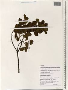 Polyscias compacta Lowry & G.M.Plunkett, Африка (AFR) (Мадагаскар)