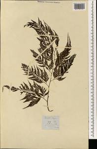 Davallia denticulata (Burm. fil.) Mett. ex Kuhn, Зарубежная Азия (ASIA) (Филиппины)