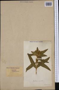 Горечавка крестовидная L., Западная Европа (EUR) (Швейцария)