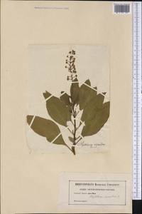 Phytolacca icosandra L., Америка (AMER) (Неизвестно)