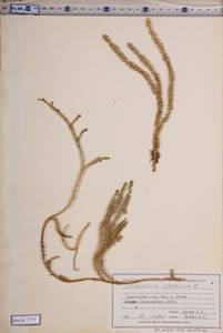 Spinulum annotinum subsp. annotinum, Сибирь, Центральная Сибирь (S3) (Россия)