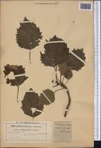Populus grandidentata Michx., Америка (AMER) (Неизвестно)