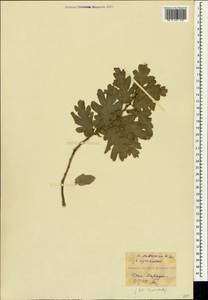 Дуб пушистый Willd., Крым (KRYM) (Россия)