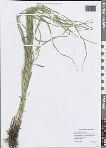 Костер береговой Rehmann, Восточная Европа, Московская область и Москва (E4a) (Россия)