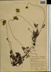 Papaver croceum subsp. chinense (Regel) Rändel, Сибирь, Прибайкалье и Забайкалье (S4) (Россия)