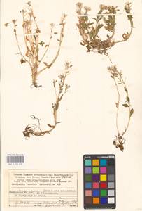 Ложечница гренладская L., Восточная Европа, Северный район (E1) (Россия)