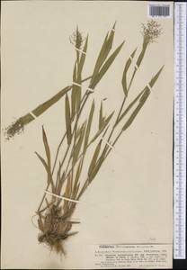 Panicum acuminatum Sw., Америка (AMER) (США)