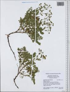 Sibbaldianthe orientalis (Soják) Mosyakin & Shiyan, Зарубежная Азия (ASIA) (КНР)