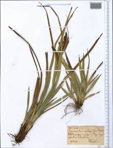 Осока, Африка (AFR) (Эфиопия)