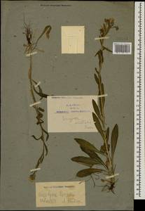 Erigeron acris subsp. acris, Кавказ, Армения (K5) (Армения)