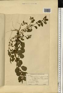 Lipandra polysperma (L.) S.Fuentes, Uotila & Borsch, Восточная Европа, Московская область и Москва (E4a) (Россия)