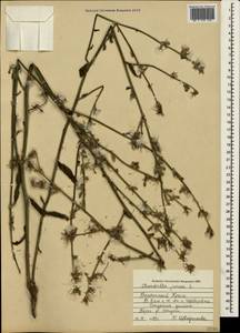 Хондрилла ситниковидная L., Крым (KRYM) (Россия)