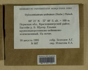 Hylocomiastrum umbratum (Hedw.) M. Fleisch. ex Broth., Гербарий мохообразных, Мхи - Пермский край, Удмуртия, Свердловская и Кировская области (B8) (Россия)