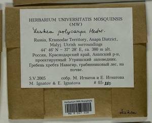 Leskea polycarpa Hedw., Гербарий мохообразных, Мхи - Северный Кавказ и Предкавказье (B12) (Россия)