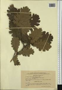 Quercus conferta Kit., Западная Европа (EUR) (Румыния)