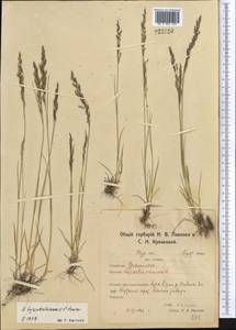 Полевица виноградниковая Schreb., Средняя Азия и Казахстан, Северный и Центральный Казахстан (M10) (Казахстан)