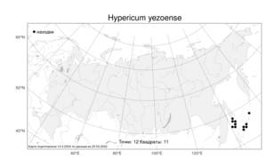 Hypericum yezoense, Зверобой йезский Maxim., Атлас флоры России (FLORUS) (Россия)
