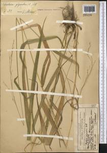 Lolium giganteum (L.) Darbysh., Средняя Азия и Казахстан, Северный и Центральный Тянь-Шань (M4) (Киргизия)