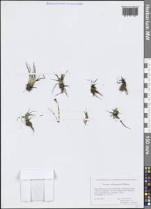 Полушник колючеспоровый Durieu, Сибирь, Западная Сибирь (S1) (Россия)