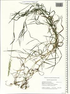 Полевица гигантская Roth, Крым (KRYM) (Россия)