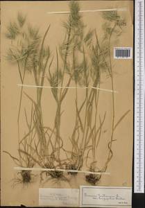 Костер кровельный L., Средняя Азия и Казахстан, Северный и Центральный Тянь-Шань (M4) (Казахстан)