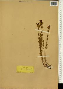 Hypericum olympicum L., Зарубежная Азия (ASIA) (Неизвестно)