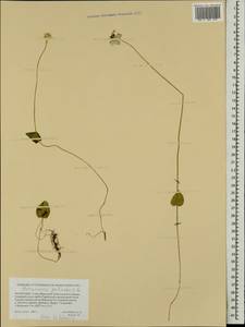 Белозор болотный L., Монголия (MONG) (Монголия)
