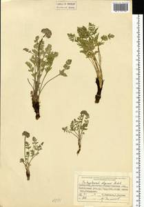 Толстореберник мутеллиновидный (Crantz) Holub, Сибирь, Западный (Казахстанский) Алтай (S2a) (Казахстан)