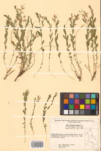 Истод сибирский L., Сибирь, Дальний Восток (S6) (Россия)