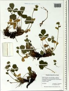 Лапчатка мохнатая Pall. ex Pursh, Сибирь, Чукотка и Камчатка (S7) (Россия)