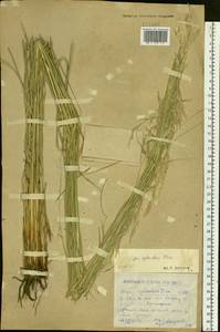 Neotrinia splendens (Trin.) M.Nobis, P.D.Gudkova & A.Nowak, Сибирь, Западный (Казахстанский) Алтай (S2a) (Казахстан)