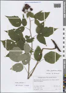 Rubus occidentalis L., Восточная Европа, Центральный лесной район (E5) (Россия)