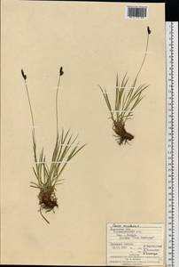 Осока горная L., Восточная Европа, Западно-Украинский район (E13) (Украина)