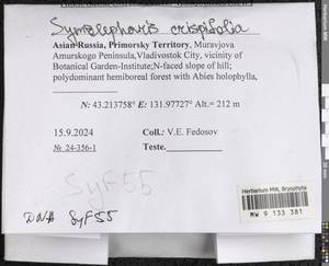 Symblepharis crispifolia (Mitt.) Fedosov, M. Stech & Ignatov, Гербарий мохообразных, Мхи - Дальний Восток (без Чукотки и Камчатки) (B20) (Россия)