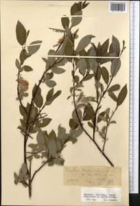 Ива, Средняя Азия и Казахстан, Северный и Центральный Тянь-Шань (M4) (Киргизия)