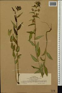 Мытник перевернутый L., Сибирь, Западный (Казахстанский) Алтай (S2a) (Казахстан)