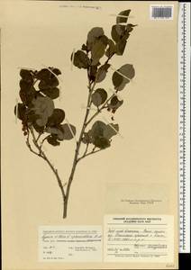 Lyonia villosa (Wall. ex C. B. Clarke) Hand.-Mazz., Зарубежная Азия (ASIA) (КНР)