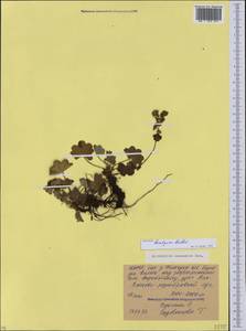 Alchemilla bombycina Rothm., Кавказ, Северная Осетия, Ингушетия и Чечня (K1c) (Россия)