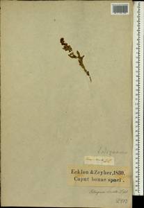 Tetragonia hirsuta L. fil., Африка (AFR) (ЮАР)