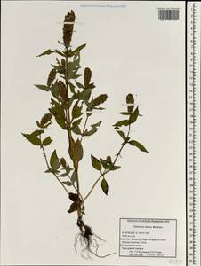 Elsholtzia densa Benth., Зарубежная Азия (ASIA) (КНР)