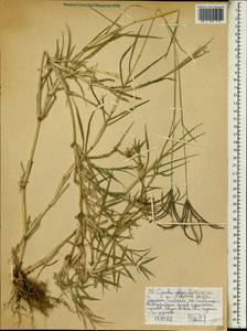 Cynodon aethiopicus Clayton & J.R.Harlan, Африка (AFR) (Эфиопия)