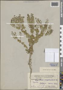 Клоповник пронзеннолистный L., Средняя Азия и Казахстан, Муюнкумы, Прибалхашье и Бетпак-Дала (M9) (Казахстан)