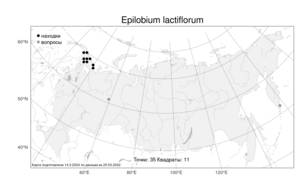 Epilobium lactiflorum, Кипрей белоцветковый Hausskn., Атлас флоры России (FLORUS) (Россия)