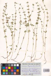 MHA 0 156 557, Пахучка полевая, Щебрушка полевая (L.) Kuntze, Восточная Европа, Северо-Украинский район (E11) (Украина)