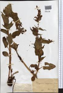 Koenigia songarica (Schrenk) T. M. Schust. & Reveal, Средняя Азия и Казахстан, Джунгарский Алатау и Тарбагатай (M5) (Казахстан)
