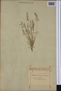 Agrostis subspicata (Willd.) Raspail, Западная Европа (EUR) (Неизвестно)