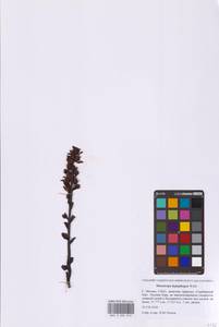 Подъельник буковый (Wallr.) G.Don, Восточная Европа, Московская область и Москва (E4a) (Россия)